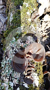 Jelly ear fungus on dead tree branch