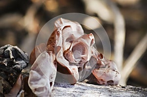 A Jelly Ear Fungus Growing on a Forest Log