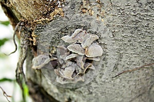Jelly ear or Judas\'s ear fungus (Auricularia auricula-judae) on a tree trunk : (pix Sanjiv Shukla)