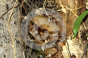 Jelly ear or Judas\'s ear fungus (Auricularia auricula-judae) on a tree trunk : (pix Sanjiv Shukla)