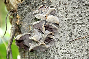 Jelly ear or Judas\'s ear fungus (Auricularia auricula-judae) on a tree trunk : (pix Sanjiv Shukla)