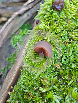 Jelly ears on moss