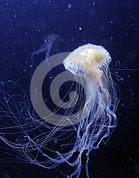 Jelly fish