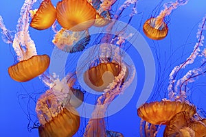 Jelly Fish