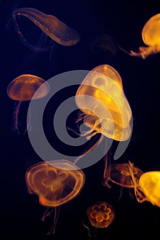 Jelly fish