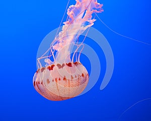 Jelly fish