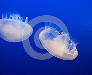 Jelly-fish