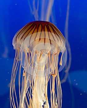 Jelly Fish