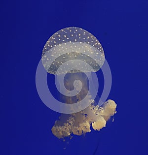 Jelly Fish