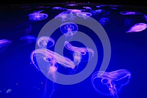 Jelly Fish photo