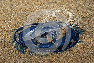 Blue bottle jelly-fish