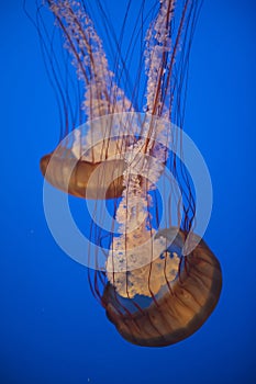 Jelly fish