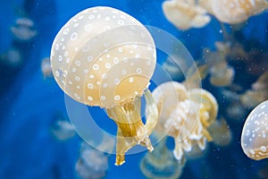 Jelly fish