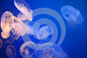 Jelly fish