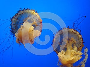 Jelly fish