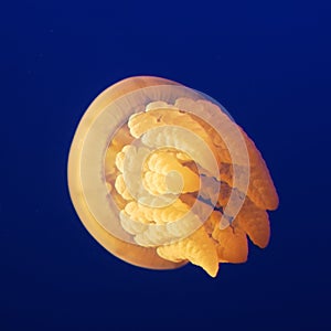 Jelly Fish