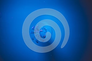 Jelly fish in acquarium