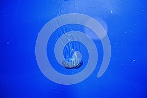 jelly fish in acquarium photo