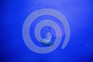 jelly fish in acquarium