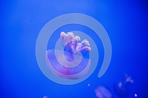 Jelly fish in acquarium photo