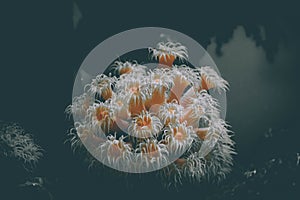 Jelly fish in acquarium photo