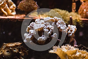 a jelly fish in acquarium. photo