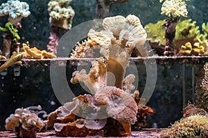 Jelly fish in acquarium