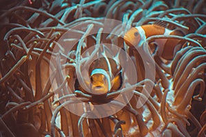 Jelly fish in acquarium photo