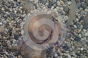 Jelly fish in Adriatic sea near the public beach in port of Koper, Slovenia.