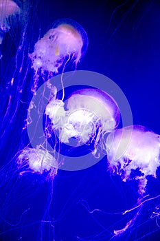 Jelly fish in aquarium