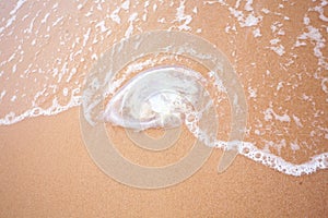 Jelly fish on beach