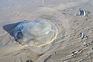 Jelly fish on the beach of Schiermonnikoog