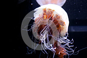 Jelly fish Beautiful jellyfish, medusa in the neon light. Aquarium with vivid jellyfish. Underwater life in ocean