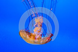 Jelly fish in the blue ocean