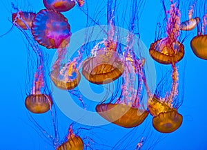 Jelly fish in the blue ocean