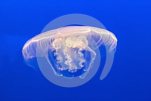 Jelly fish in the blue sea