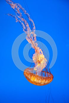 jelly fish in the blue sea