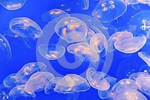 Jelly fish in the blue sea