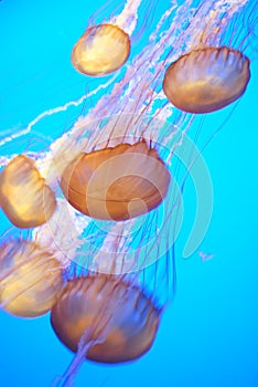 Jelly fish blue water