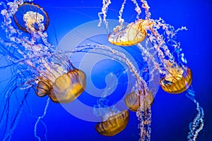 Jelly Fish in Blue Water