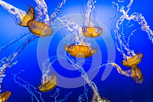 Jelly Fish in Blue Water