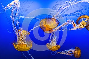 Jelly Fish in Blue Water