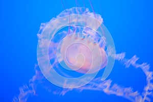 Jelly fish blue water