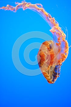 Jelly fish blue water