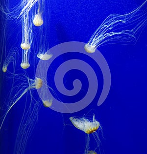 Jelly fish in in deep water swiming with the blue background and long tentacles spread around