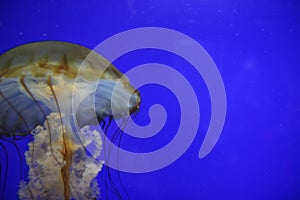 Jelly fish edge image