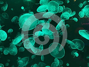 Jelly Fish in emerald green