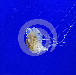 Jelly fish in exotic deep water swiming with the blue background and long tentacles spread around