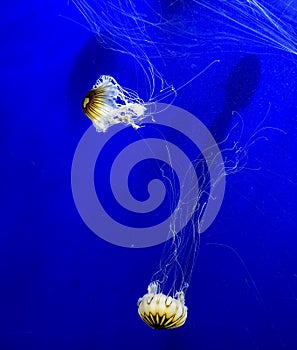 Jelly fish in exotic nature swiming in deep water with the blue background and long tentacles