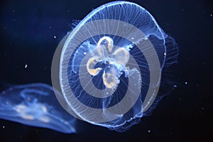 Jellyfish